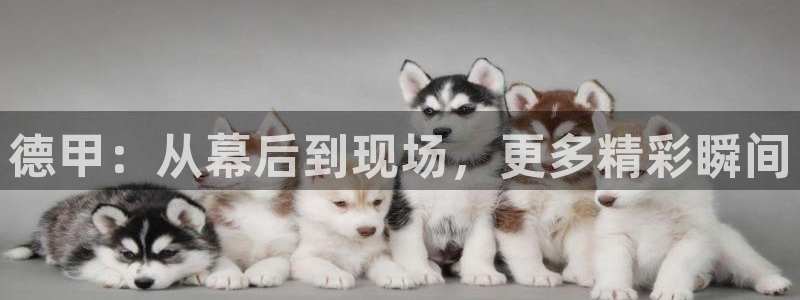 熊猫体育在线观看：德甲：从幕后到现场，更多精彩瞬间
